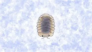 music for bugs - isopod