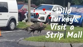 CRAZY TURKEYS! : WILD TURKEY VISIT A STRIP MALL!  HILARIOUS!