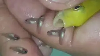 Yellow cichlid fish giving birth  😍🐬🖐