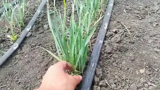 Состояние воздушки любаши(двухлетка)