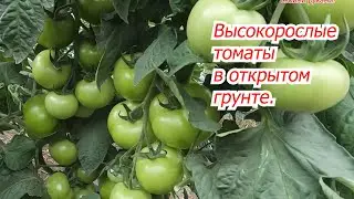 Что не так с этими высокорослыми томатами в открытом грунте?