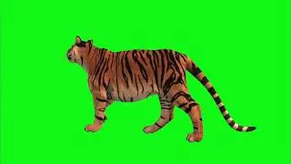 Green Screen Video Of Tiger Free Download || Green Screen Video Tiger Download