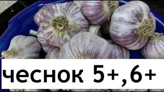 Подкормки чеснока в июне.КАК ПОЛУЧИТЬ КРУПНЫЙ ЧЕСНОК