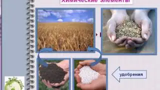 Агроценоз сельское хозяйство