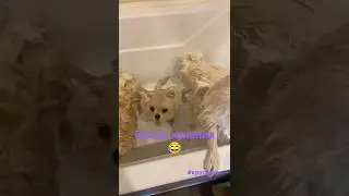 Шпицы комнатные 