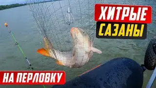 МОЩНЫЕ ПОКЛЕВКИ САЗАНА/ ПЕРЛОВКА И ОБЛЕПИХА, УБОЙНАЯ НАСАДКА/ РЫБАЛКА НА САЗАНА