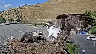 Osprey Fledgling Catches Iris By The Toe During Fish Delivery At Hellgate Nest – August 21, 2024