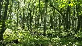 You are in the forest