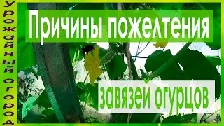 ПОЧЕМУ ЖЕЛТЕЮТ И НЕ РАСТУТ ЗАВЯЗИ НА ОГУРЦАХ?!И ЧТО ДЕЛАТЬ?!