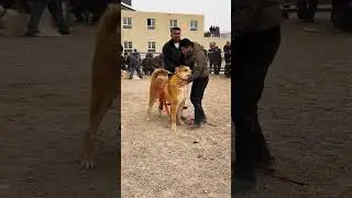 Danger Dog Fight 😲🐕‍🦺 