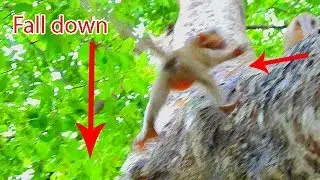 Breaking My Heart see poor baby Lola fall down from high tree,Lola so hurt fall hit hard rock
