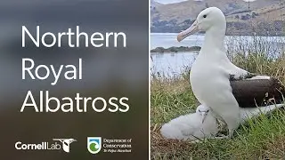 Live! Royal Albatross Cam - #RoyalCam - New Zealand Dept. of Conservation | Cornell Lab