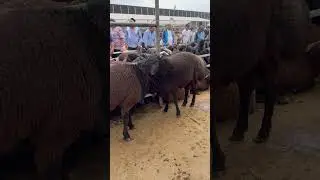12 mlnga BARAKA