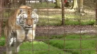 Big Cat *BLOOPER* Tiger Pounce