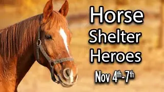 Horse Shelter Heroes | Nov 4th-7th