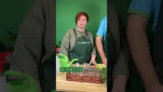 Как улучшить всхожесть семян?