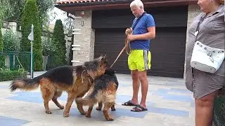 Long-haired German Shepherds Grand and Vesta. Meeting and acquaintance.