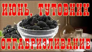 ОтГабриэливание фруктовых дистиллятов. Тутовая ракия!