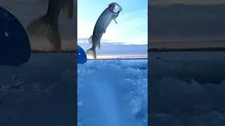 Щука на живца