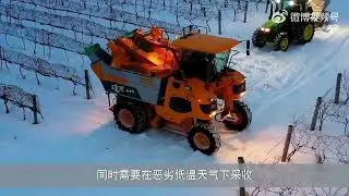 大雪天收葡萄，原来冰酒是这样来的