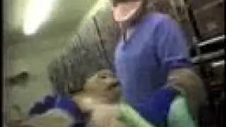 Shocking Primate Abuse In Covance Investigation