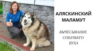 АЛЯСКИНСКИЙ МАЛАМУТ // вычёсывание собачьего пуха для прядения // alaskan malamute