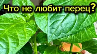 Что не любят перцы. 5 основных ошибок при выращивании перца.