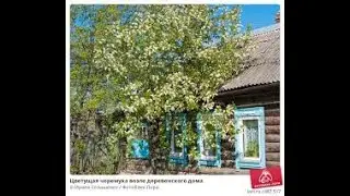 Ой чому  ж ты Мамо--пiсню не спiваеш