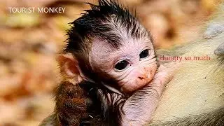 Need milk urgent,Newborn monkey need milk urgent,Newborn very hungry he lip his hand instead of milk