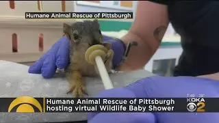 Humane Animal Rescue of Pittsburgh’s Wildlife Rehabilitation Center Holding Virtual Baby Shower