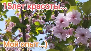 Сакура в моём саду