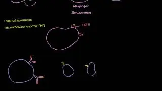 Профессиональные антиген-представляющие клетки и ГКГ II
