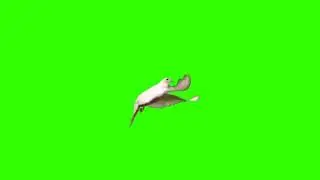 Pigeon Green Screen Video 