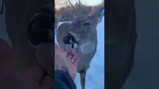 Deer Licks Me Like A Lollipop