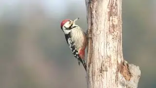 Dzięcioł białogrzbiety Dendrocopos leucotos White-backed Woodpecker - 25.02.2021 - Bezmiechowa Górna