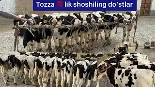 Cho’rniy pyostra buqachalar keldi Ibrohimga.