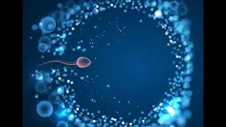 The Role of Sperm Quality in IVF Outcomes