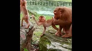 Adorable baby monkey Luno