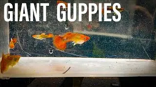 GIANT GUPPIES