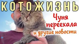 ТЕТЯ ЧУНЯ ПЕРЕЕХАЛА и другие новости😻КОТОЖИЗНЬ!