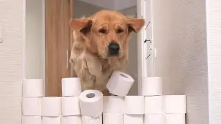 My Dog’s Reaction To The Toilet Paper Wall Challenge