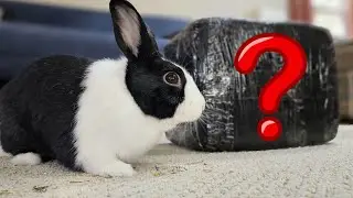 Rabbit opening suspicious box