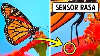 Kompilasi Fakta Mencengangkan Terbesar yang Pernah Ada