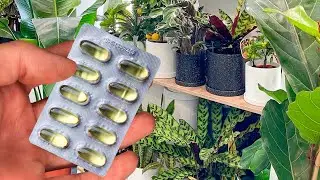 Капаю Под Все Цветы в Доме - Зацветают Как Сумасшедшие!