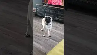 Мопсовья исповедь