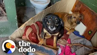 Dumped Dog Siblings Were So Scared To Get Rescued | The Dodo