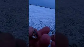 Как правильно насадить живца на крючок