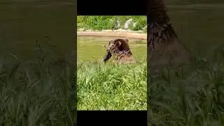 Rescued Bear Mali Enjoys Swimming in the Pool at BEAR SANCTUARY Prishtina | FOUR PAWS USA