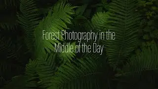 Forest Photography in the Middle of the Day