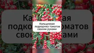 Народная подкормка от вершинной гнили на томатах  